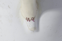 A. 8395
<br/>
Birnkrug mit Landschaftsbemalung
<br/>
<em>Rössler, Wolfgang</em>